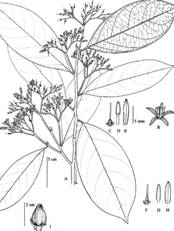 Oecopetalum greenmanii A) Leaves, B) Inflorescence; C) Single fruit; D) Detail of flower; E) Fruits. (Photos: Dr. Gustavo A. Romero Gonz&aacute;lez).