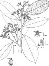 Oecopetalum mexicanum A) Habit; B) Flower; C) Pistil detail without petals; D) Stamen; E) Petal, F) Single fruit. (O. mexicanum G. Ibarra et al. 3667, MEXU, Drawing Bruno Manara)