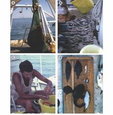 A-E. Buque Skimmer. A. Red tipo otter en la cubierta despu&eacute;s de un arrastre. B. Grupo de peces ordenado para su identificaci&oacute;n y medici&oacute;n. C. W. Bussing (&dagger; 2014) realiza a bordo la identificaci&oacute;n de los peces. D. Soporte de madera, marcado en cm, para la medici&oacute;n de longitud total. Fotos: K. Price