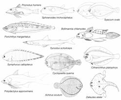 Doce de las especies m&aacute;s frecuentes en ambas expediciones (Dibujos no a escala. De 