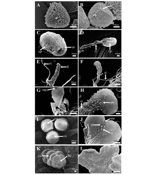 Fase gametof&iacute;tica de P. aquilinum. A. Espora en vista distal. B. Espora trilete en vista proximal. C y D. Germinaci&oacute;n tipo Vittaria, 3-5 d&iacute;as. E. Fase filamentosa, 6 d&iacute;as. F. Inicios de la fase 2D, 7-8 d&iacute;as. G. Gametofitos espatulados, 11 d&iacute;as. H. Gametofitos con anteridios ventrales, 13 d&iacute;as. I. Detalle de anteridios. J. Gametofito con arquegonios, 17 d&iacute;as. K. Detalle de boca y cuello del arquegonio. L. Primera hoja del esporofito, 60-70 d&iacute;as. An = anteridios, ar = arquegonios, bo = boca, cb = c&eacute;lula basal, ce = cubierta de la espora, cj = cojinete, co = c&eacute;lula opercular, cp = c&eacute;lula prot&aacute;lica, cr = c&eacute;lula rizoidal, cu = cuello, fi = filamento, le = lesura, me = meristemo y ri = rizoide.