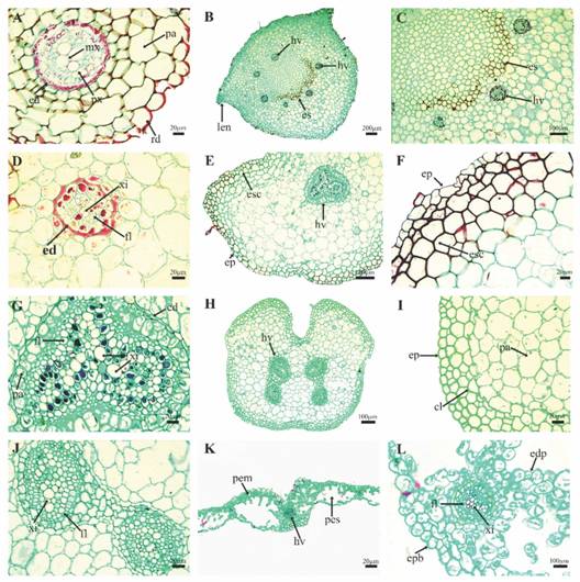 Anatom&iacute;a de la fase esporof&iacute;tica de P. aquilinum con microscop&iacute;a fot&oacute;nica. A. Corte transversal de ra&iacute;z adventicia. B. Corte transversal de rizoma. C. Acercamiento a la banda de escler&eacute;nquima. D. Acercamiento del haz vascular. E. Corte transversal de base de pec&iacute;olo. F. Acercamiento de epidermis y tejido de sost&eacute;n de la base del pec&iacute;olo. G. Acercamiento del haz vascular de la base del pec&iacute;olo. H. Corte transversal de raquis de primer orden. I. Acercamiento de epidermis y tejido de sost&eacute;n de raquis de primer orden. (J) Haz vascular de raquis de primer orden. K. Corte transversal de l&aacute;mina. L. haz vascular primario de l&aacute;mina. Cl = col&eacute;nquima, ed = endodermis, esc = escler&eacute;nquima, edp = epidermis adaxial, epb = epidermis abaxial, fl = floema, hp = hipodermis, hv = haz vascular, len=lenticela, mx = metaxilema, pa = par&eacute;nquima, px = protoxilema, pem = par&eacute;nquima en empalizada, pes = par&eacute;nquima esponjoso y xi = xilema.