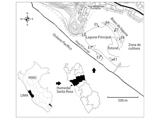 Humedal costero Santa Rosa mostrando las estaciones de muestreo: E1-E8. Lima, Perú.