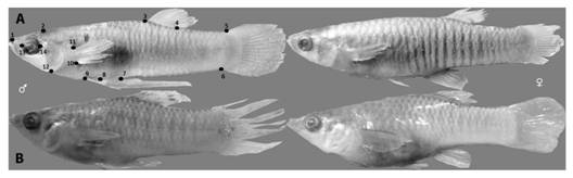 Pseudopoecilia fr&iacute;a (A) y Poecilia gillii (B). Izquierda: machos, derecha: hembras. El primer ejemplar muestra los hitos empleados en el an&aacute;lisis de morfometr&iacute;a geom&eacute;trica para todos los ejemplares