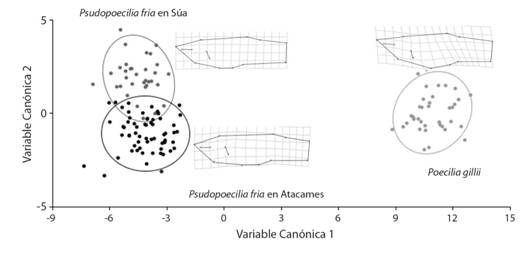 An&aacute;lisis de Variables Can&oacute;nicas de la forma del cuerpo de Pseudopoecilis fria y P. gillii en los r&iacute;os Atacames y S&uacute;a.