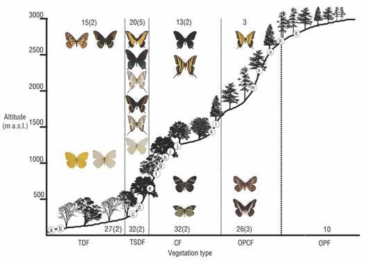 Altitudinal distributionand by vegetation type of species richness and exclusive species (bracket number) of Papilionidae (top) and Pieridae (bottom) in the Loxicha Region. Sites identification letters correspond with Table 1.
