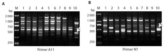 Improved RAPDamplification. RAPD amplification from DNA samples from P. chinense and E. prostrate using different RAPD primers A. A11 and B. N7 (B). The arrows pointed PCR fragments were cut from gels for further cloning.