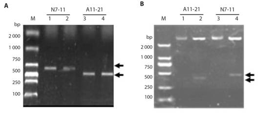 Identification of positive clones after DNA ligation by colony PCR and enzymatic digestion from E. prostrate. A. Clone identification of RAPD fragments N7-11 (two clones 1, 2) and A11-21 (two clones 1 and 2). Both clones 1 in blue are selected for enzymatic digestion and Sanger sequencing. B. Clone identification of clones N7-11 (1) and A11-21 (1) by without (lanes 1,3) or with (lanes 2,4) EcoRI digestion. The black arrows represent desired PCR product or specific insert bands in different clones. 
