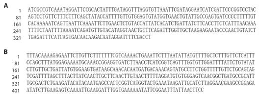 Sequencing result of the cloned nucleotides. A. The sequences of clone A11-21 with 363 bp. The GenBank accession number: KX671034; B. The sequences of clone N7-11 with 462 bp. The GenBank accession number: KX671035. 