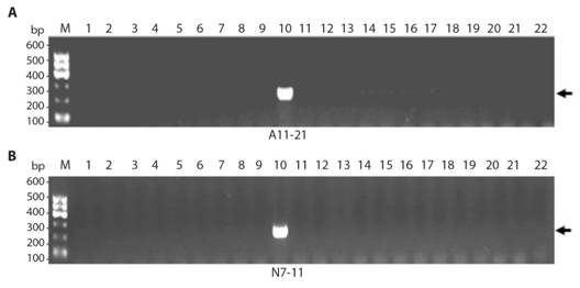 Stable RAPD-SCAR marker development for A. A11-21 and B. N7-11. Lanes 1-9 are Penthorum chinense Purshes, lane 10 is Eclipta prostrate, lanes 11-22 are Canarium album (Lour.) Raeusch, Dimocarpus longan Lour., Litchi chinensis Sonn., Mentha haplocalyx Briq., Lycium barbarum L., Angelica sinensis (Oliv.) Diels, Ginkgo biloba L., Herba acroptili Repentis, Ganoderma lucidium (Leyss.ex Fr.) Karst. Ganoderma japonpcum, Gardenia jasminoides Ellis, Artemisia argyi H. L&eacute;v. &Vaniot.