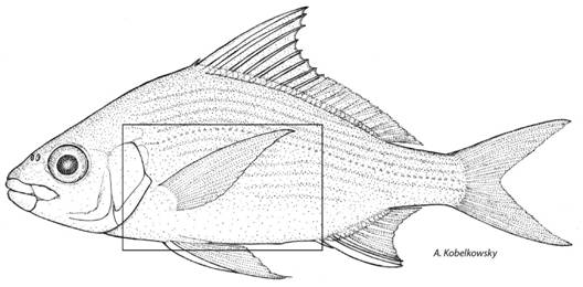 Lateral view of the Mexican mojarra Eugerres mexicanus. The squared area marks the boundary of the visceral cavity.
