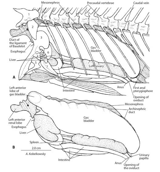Visceral cavity of Eugerres mexicanus. A. Left lateral view of the visceral cavity and its boundaries. B. Left lateral view of the organs of the visceral cavity.