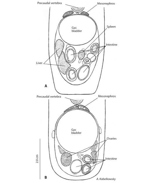 Visceral cavity of Eugerres mexicanus. A. Transverse section at the level of the liver and spleen. B. Transverse section at the level of the ovaries.