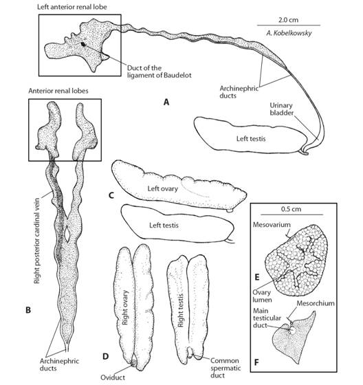 Urogenital system of Eugerres mexicanus. A. Left lateral view of the mesonephros. B. Ventral view of the mesonephros. C. Left lateral view of the gonads. D. Dorsal view of the gonads. E. Transverse section of the left ovary. F. Transverse section of the left testicle.