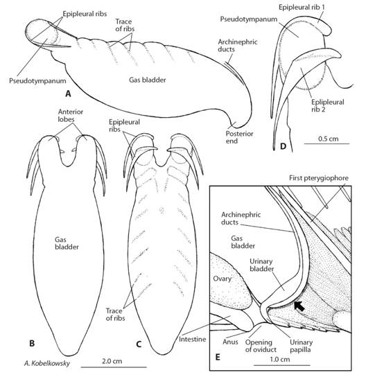 Gas bladder of Eugerres mexicanus. A. Left lateral view. B. Ventral view. C. Dorsal view. D. Dorsal view of the left anterior lobe. E. Sagittal section of the posterior portion of the gas bladder. The arrow points to the floor of the visceral cavity.