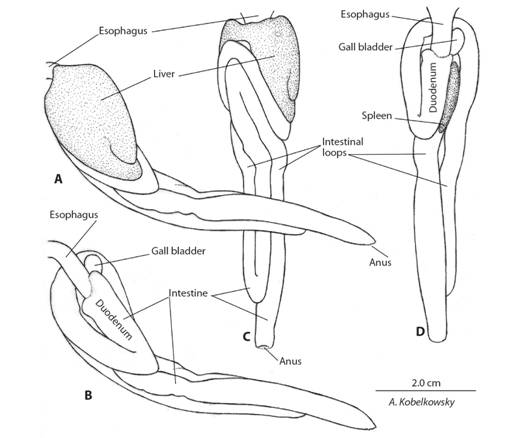 Digestive tube and liver of E. mexicanus. a) Left lateral view. b) Left lateral view after removing the liver. c) Ventral view. d) Dorsal view after removing the liver.