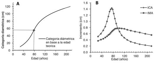 Proyecciones para S. macrophylla en Quintana Roo, México, (A) Crecimiento en diámetro y (B) incrementos corriente (ICA) y medio (IMA) anuales.