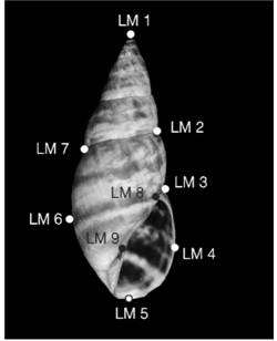 Ventral view of the shell’s nine landmarks.