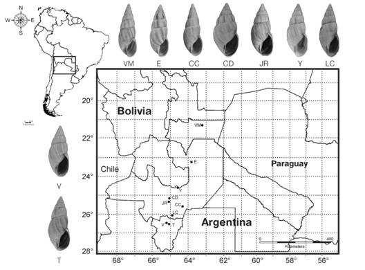 Distribution map of localities considered in the morphometric analysis and shell shape morphology in each locality. Abbreviations: CC: Cerro Colorado, CD: Cabra Corral dam, E: Embarcación, JR: Juramento River, LC: La Candelaria, T: Ticucho, V: Vipos, VM: Villa Montes, Y: Yaquiasme.