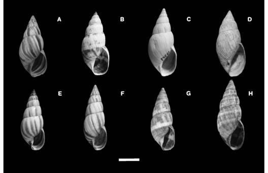 Shell morphology per species: (A) Bostryx torallyi. (B) Bulimulus (M.) climacographus (Holotype). (C) Peronaeus (L.) torallyi corrugatus (Holotype). (D) Peronaeus (L.) torallyi avus (Holotype). (E) B. nigroumbilicatus (Holotype). (F) B. nigroumbilicatus (Paratype). (G) Peronaeus birabeni (Holotype). (H) P. birabeni. Scale bar =10 mm.