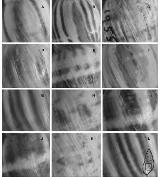 Dorsal view of theteleoconch banding patterns from the following localities: (A, E) Ticucho, (B, D) Vipos, (C) Juramento river, (F) Cabra Corral dam, (G) Villa Montes, (H) Cerro Colorado, (I) Embarcación. In the lower shell scheme, the full dorsal view is shown. Scale bar =10 mm.