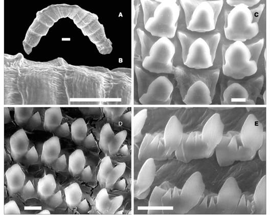 Jaw (A) General view (scale bar: 100 µ). (B) Detail of sculpture of the jaw consisting of transverse striae and axial shallow ribs (sb: 320 µ). Radula (C) Central unicuspid tooth and first lateral unicuspid teeth (sb: 1 000 µ). (D) Lateral bicuspid teeth (acute mesocone and deltoid ectocones) (sb: 1 200 µ). (E) Marginal teeth (bicuspid, serrated ectocones) (sb: 1 500 µ).