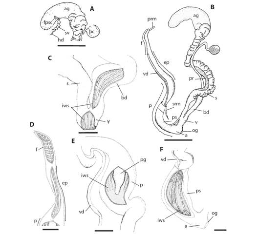 Reproductive system (A) Detail of fertilization pouch-spermathecal complex (scale bar: 5 mm). (B) General view (sb: 5 mm). Inner wall sculpture of: (C) Bursa copulatrix duct and vagina (sb: 1 mm). (D) Flagellum and epiphallus (sb: 1 mm). (E) Proximal portion of penis (sb: 1 mm). (F)Distal portion of penis (sb: 1 mm). Abbreviations: a =atrium, ag = albumen gland, bc = bursa copulatrix, bd = bursa copulatrix duct, ep = epiphallus; f = flagellum, fpsc = fertilization pouch-spermathecal complex, hd = hermaphroditic duct, iws = inner wall sculpture, og = opening genital, p = penis, pg = penis gland, pr = prostate, prm = penial retractor muscle, ps = penial sheath, s = spermoviduct, srm = sheath retractor muscle, sv = seminal vesicle, v = vagina, vd =vas deferens.
