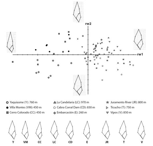 Scatter plot of the first and second relative warp scores of shell shape specimens. The grids show shape changes along relative warp 1 and 2 of specimens.