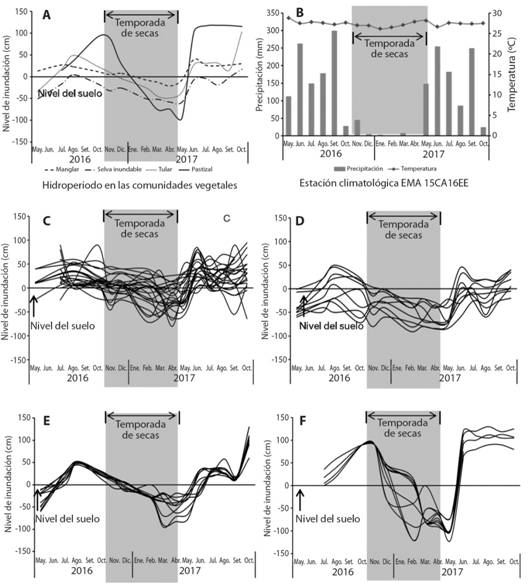 Hidroperiodos. A. Hidroperiodo general de humedales; B. Precipitaci&oacute;n y temperatura C. Manglar; D. Selva inundable, E. Tular y F. Pastizal inundable, en el Sistema de Humedales el Casta&ntilde;o. Cada l&iacute;nea de las gr&aacute;ficas corresponde a un piez&oacute;metro.