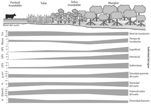 Distribuci&oacute;n de la vegetaci&oacute;n a lo largo del gradiente ambiental en el Sistema de Humedales el Casta&ntilde;o.