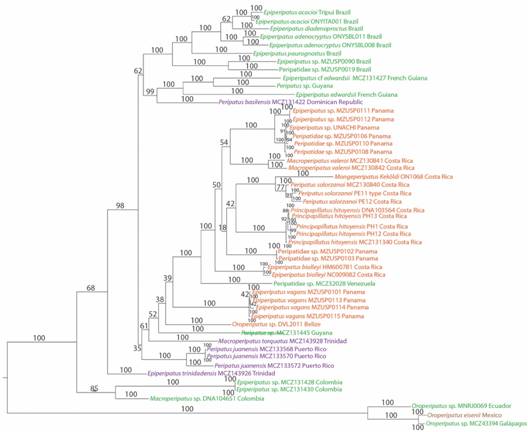 Bayesian analysis of the dataset. Posterior probability support is given in each node. Distinct geographic regions are represented by different colors: South America (green), Central America (red), Caribbean Islands (purple) and Mexico (brown).