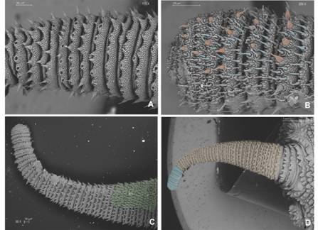 A. Type I sensillum occur in the mid antennal body; B. Antennal tip with type II (light blue) and type I sensillum (orange), smaller rings with type II sensillum are frequent. C. Ventral antennal view with spindle-shaped sensillum (green) near its base. D. Dorsal view, type II sensillum near antennal tip (light blue), the rest of the antennae have type I sensillum. (Color in digital version).