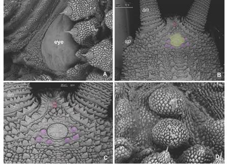A. Eye with slightly rugged texture. B. Dorsal head view: low developed accessory papillae with smooth texture (yellow) are surrounded posteriorly by six primary papillae (purple); paired round papillae (pink) appear between antennal bases. C. Detail of head pattern. D. Paired “cephalic papillae” resembling primary papillae lacking an apical piece. Abbreviations as follows: antennae (an); slime papillae (sp). (Color in digital version).