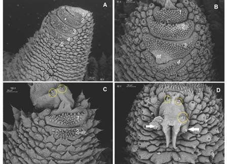 A. Four complete and the rudiment of a fifth spinous pad are present in most legs; B. Nephridial tubercle indents third and fourth pads; C. Two spinous pads appear in the last pair of legs; D. Two-three bristles occur both on the proximal and distal setiform ridges (yellow circles) of the paw; two posterior (only one is seen given fixation position) and one anterior foot papillae are signaled by white arrows. Abbreviations as follows: nephridial tubercle (nt). (Color in digital version).