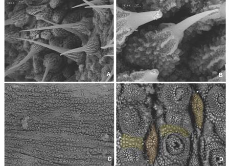 A. Two types of bristles are found on spinous pads. One type presents long roots and a small base with few scale ranks; B. The second type has short roots and a base with various scale ranks; C. Ventral integument condition avoided proper examination; D. Type I crater shaped papillae (orange) with no apical piece and peculiar integument folds that separate papillae (yellow) are observed. (Color in digital version).