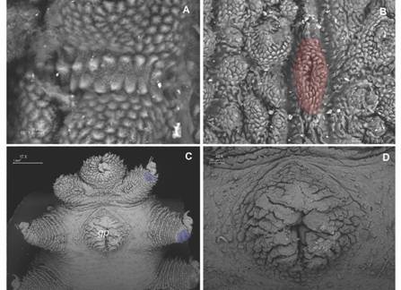 A. Detailed view of the peculiar ventral integument folds that separate primary papillae; B. Type II crater shaped papillae with rudimentary apical piece (red); C. Ventral view of last pairs of legs with two spinous pads and gonopore; D. Detailed female gonopore. (Color in digital version).