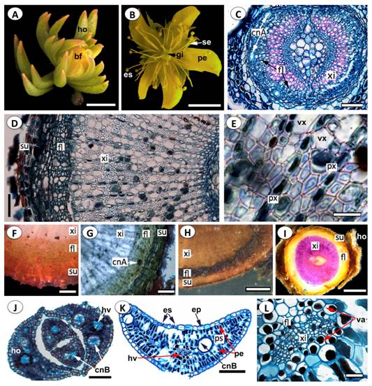 Morfolog&iacute;a floral y anatom&iacute;a e histoqu&iacute;mica de tallos y hojas de Hypericum juniperinum.A. H&aacute;bito general del &aacute;pice del tallo; B. flor; C. Secci&oacute;n transversal (ST) de tallo joven; D. ST de tallo maduro. E. Detalle del xilema; F-I. Pruebas histoqu&iacute;micas en tallo maduro; F. Sud&aacute;n IV; G. Sud&aacute;n Black; H. Cloruro f&eacute;rrico, positiva en floema; I. Fluoroglucinol; J. Disposici&oacute;n de las hojas j&oacute;venes; K. ST de hoja madura; L. Detalle del haz vascular de la hoja. Bf = bot&oacute;n floral, cnA = canales tipo A, cnB = canales tipo B, ep = epidermis, es = estambre, eo = estomas, fl = floema, gi = gineceo, hv = haz vascular, ho = hoja, pe = par&eacute;nquima empalizada, ps = par&eacute;nquima esponjoso, pt = p&eacute;talo, px = par&eacute;nquima xilem&aacute;tico, se = s&eacute;palo, su = s&uacute;ber, va = vaina haz vascular, vx = vasos xilem&aacute;ticos, xi = xilema. A-B, F-I. Estereomicroscopio; C-E, J-L. Microscopio &oacute;ptico, tinci&oacute;n con Azul de Astra-Fucsina b&aacute;sica. Escalas: 2 mm en A., 1 mm en B., 500 mm en H-I., 100 mm en F-G., J-K., 50 mm en C-D., 20 mm en E,L. Figuras a color en la versi&oacute;n digital.