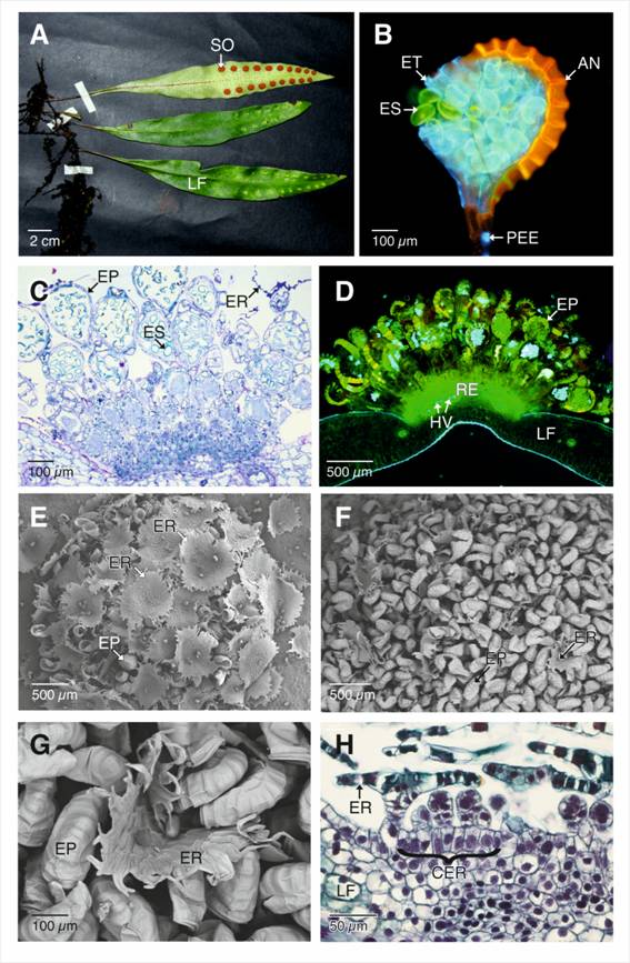 Soros, esporangios maduros y c&eacute;lulas receptaculares de Pleopeltis macrocarpa. A. Frondas f&eacute;rtiles.B. Montaje en fresco y sin fijar del esporangio maduro y esporas (Calcofluor y epifluorescencia con filtro DAPI-FITC-Texas). C. Secci&oacute;n longitudinal de los soros maduros (azul de Toluidina). D. Secci&oacute;n longitudinal a mano alzada de los soros maduros (sin te&ntilde;ir, epifluorescencia con DAPI-FITC-Texas). Se aprecian esporangios en diferentes etapas del desarrollo y la autofluorescencia de los anillos de los esporangios, indicando la presencia de lignina y probablemente suberina. E-G. Soros maduros. E. Soro cubierto por escamas receptaculares. F-G. Escamas receptaculares desprendi&eacute;ndose del soro. H. Caracter&iacute;sticas citol&oacute;gicas de las c&eacute;lulas epid&eacute;rmicas receptaculares. AN: anillo del esporangio; CER: c&eacute;lulas epid&eacute;rmicas del recept&aacute;culo; EP: esporangios; ER: escamas receptaculares; ES: esporas; ET: estomio; LF: lamina foliar; HV: haces vasculares; PEE: pedicelo de los esporangios; RE: recept&aacute;culo; SO: soros. 