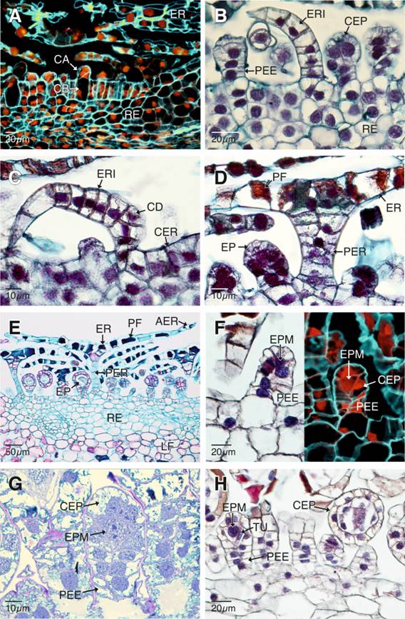 Ontogenia de los esporangios y escamas receptaculares de Pleopeltis macrocarpa.A. Divisiones mit&oacute;ticas de las c&eacute;lulas epid&eacute;rmicas del recept&aacute;culo (epifluorescencia con filtro DAPI-FITC-Texas). B. Esporangios y escamas receptaculares inmaduros. C-E. Escamas receptaculares en diferentes etapas de desarrollo. F-H. Etapas tempranas del desarrollo de los esporangios. F-G. Pedicelos y c&aacute;psulas de los esporangios en formaci&oacute;n. Los esporocitos premei&oacute;ticos se aprecian rodeados por una capa de c&eacute;lulas parietales (campo claro con epifluorescencia y filtro DAPI-FITC-Texas). H. Diferenciaci&oacute;n de la capa uniestratificada del tapete tipo celular. AER: alas de las escamas receptaculares; CA: c&eacute;lula apical; CB: c&eacute;lula basal; CER: c&eacute;lulas epid&eacute;rmicas del recept&aacute;culo; CD: c&eacute;lula de contorno deltoide; CEP: c&aacute;psulas de los esporangios; EP: esporangios; EPM: esporocitos premei&oacute;ticos; ER: escamas receptaculares maduras; ERI: escamas receptaculares inmaduras; LF: l&aacute;mina foliar; PEE: pedicelos de los esporangios; PF: polifenoles; PER: pedicelos de las escamas receptaculares; RE: recept&aacute;culo; TU: tapete celular de un estrato. 