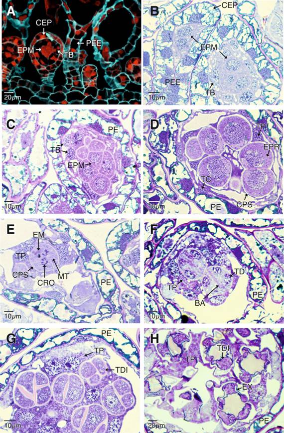 Desarrollo de los esporangios de Pleopeltis macrocarpa. A-B. Diferenciaci&oacute;n del tapete biestratificado (epifluorescencia con filtro DAPI-FITC-Texas) y divisiones mit&oacute;ticas de los esporocitos premei&oacute;ticos (campo claro). C. Se observa al tapete biestratificado. En contacto con los esporocitos premei&oacute;ticos que se dividen aun por mitosis. D. Esporocitos en profase I. E. Esporocitos en metafase I. F. Esporocitos al final de la meiosis II. G-H. T&eacute;tradas de esporas en disposici&oacute;n decusadas y tetragonales en diferentes etapas del desarrollo. BA: banda de org&aacute;nulos; CEP: c&aacute;psula del esporangio; CPS: c&aacute;maras plasmodiales; CRO: cromosomas; EM: esporocitos en metafase I; EPM: esporocitos premei&oacute;ticos; EPR: esporocitos en profase I; EX: exosporio; MT: microt&uacute;bulos; PE: pared del esporangio; PEE: pedicelo del esporangio; TB tapete celular biestratificado; TC: estrato externo del tapete celular; TD: t&eacute;trada; TDI: t&eacute;tradas inmaduras; TP: tapete plasmodial. 