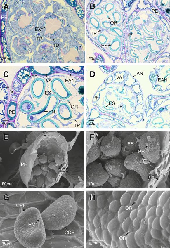 T&eacute;tradas de esporas, anillo del esporangio y esporas maduras de Pleopeltis macrocarpa. A. T&eacute;tradas de esporas en disposici&oacute;n tetragonal. B-C. Esporas en sus c&aacute;maras plasmodiales individuales. Endosporio y el exosporio se han diferenciado. C-D. Diferenciaci&oacute;n de las c&eacute;lulas del anillo del esporangio. E-F. Estomio abierto y liberaci&oacute;n de las esporas, las cuales presentan restos de perisporio. G-H. Esporas monoletes maduras con ornamentaci&oacute;n verrugosa y orb&iacute;culas sobre el esporodermo. AN: anillo de los esporangios; CDP: cara distal de las esporas; CPE: cara proximal de las esporas; EAN: engrosamientos en forma de &ldquo;U&rdquo; de las c&eacute;lulas del anillo del esporangio; EN: endosporio; ES: esporas; ET: estomio; EX: exosporio; RM: lesura monolete; OR: orb&iacute;culas; PE: pared del esporangio; PF: polifenoles; PR: perisporio; TDI: t&eacute;tradas inmaduras; TP: tapete plasmodial; VA: vacuola.