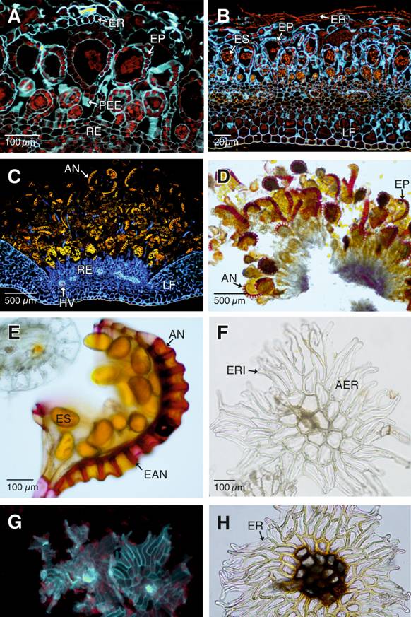 Pruebas histoqu&iacute;micas de la ontogenia de los esporangios y escamas receptaculares. A-C. Esporangios y escamas receptaculares en diferentes momentos del desarrollo (Calcofluor y epifluorescencia con filtro DAPI-FITC-Texas). A. Secci&oacute;n longitudinal del soro inmaduro. Se aprecia la afinidad de los esporangios y escamas por el Calcofluor. B. Siguiente etapa de maduraci&oacute;n del soro. Los escudos de las escamas receptaculares excluyen al Calcofluor. C. Soro con esporangios maduros (Calcofluor con epifluorescencia y filtro DAPI-FITC-Texas). D-E. C&eacute;lulas del anillo y pedicelos de los esporangios con dep&oacute;sitos de lignina, en color rojo-fucsia (Fluoroglucinol &aacute;cido). F. Escama recept&aacute;cular inmadura (sin tinci&oacute;n y campo claro) G. Escama recept&aacute;cular inmadura con paredes celulares engrosadas por compuestos de pared primaria (Calcofluor y epifluorescencia con filtro DAPI-FITC-Texas). H. Escama recept&aacute;cular madura (campo claro). AN: anillo de los esporangios; AER: alas de las escamas receptaculares; EAN: engrosamientos en forma de &ldquo;U&rdquo; de las c&eacute;lulas del anillo del esporangio&cedil; EP: esporangio; ER: escamas receptaculares maduras; ERI: escamas receptaculares inmaduras; ES: esporas; LF: lamina foliar; HV: haces vasculares; PE: pared del esporangio; PEE: pedicelo de los esporangios; RE: recept&aacute;culo. 