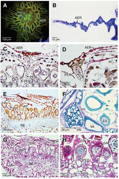 Aspectos histoqu&iacute;micos y tinciones espec&iacute;ficas de la ontogenia de los esporangios y escamas receptaculares. A. Escama receptaculares madura con paredes engrosadas (Calcofluor y epifluorescencia con filtro DAPI-FITC-Texas). B. Secci&oacute;n longitudinal de las alas de las escamas receptaculares maduras (Azul de Toluidina O). C-D. Escamas receptaculares maduras con cut&iacute;culas engrosadas (Rojo de Rutenio). E. Esporangios y escamas receptaculares con polifenoles (Fast Blue B). F. Secci&oacute;n del anillo del esporangio con grandes vacuolas con dep&oacute;sitos de polifenoles (Azul de toluidina O). G-H. Carbohidratos de reserva y estructurales te&ntilde;idos de color fucsia-rojo y prote&iacute;nas en color azul oscuro (PAS-Amidoblack). AER: alas de las escamas receptaculares; AN; anillo de los esporangios; EP: esporangio; ER: escamas receptaculares maduras; ES: esporas; GA: gr&aacute;nulos de almid&oacute;n; LF: lamina foliar; PF: polifenoles; PEE: pedicelo de los esporangios; PER: pedicelo de las escamas receptaculares; RE: recept&aacute;culo; VA: vacuola. 