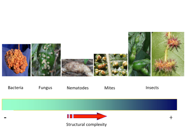 Proposed general scheme for the structural complexity of plant galls and the taxonomic groups of gall inducers. Images show some examples of galls. Bacteria crown gall found on Pittosporum sp. (Pittosporaceae), induced by Agrobacterium tumefaciens. Fungus gall on Satyria warszewiczii (Ericaceae), induced by Exobasidium emeritense. Nematode gall induced by Meloidogyne incognita on Solanum lycopersicum (tomato, Solanaceae). Mite gall induced on Acnistus arboresens (Solanaceae). Insect gall induced on Cissus fuliginea (Vitaceae) by an unknown diptera Cecidomyiidae and on Hirtella racemosa (Chrysobalanaceae) by an unknown diptera Cecidomyiidae. Taxonomic identification of host plants of insect galls was performed by Roberto Espinoza, and inductor insects were identified by Paul Hanson. Photo credit: taken from Patrick Roper (bacteria crown gall), Omar G&auml;tjens-Boniche (fungus gall, nematode gall, mite gall and insect galls). 