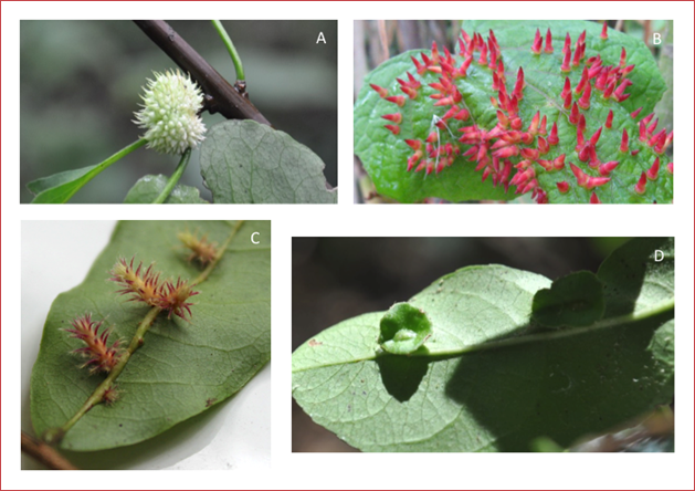 Some plant galls from Costa Rican flora. A) Gall induced on Pisonia macranthocarpa (Nyctaginaceae) by an unidentified insect species (Diptera, Cecidomyiidae). B) Gall induced on Vitis tiliifolia (Vitaceae) by an unidentified insect species (Diptera, Cecidomyiidae). C) Gall induced on Hirtella racemosa (Chrysobalanaceae) by an unidentified insect species (Diptera, Cecidomyiidae). D) Gall induced on Semialarium mexicanum (Hippocrateaceae) by an unknown inducer. Taxonomic identification of the host plants was carried out by Roberto Espinoza, and the inductor insects were identified by Paul Hanson. Photo credit: Omar G&auml;tjens-Boniche (A, C, and D) and Gregorio Dauphin (B).