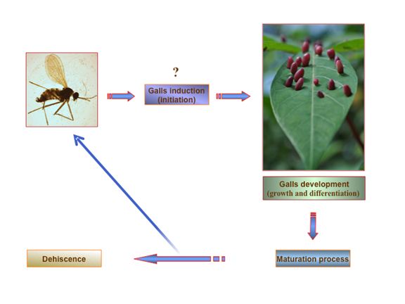 General scheme for the life cycle of insect-induced galls. This figure is based on the gall induced by the Cecidomyiidae Latrophobia brasiliensis in Manihot esculenta Crantz (Cassava). The scheme was synthesized from the reviewed literature. Photo credit: Omar G&auml;tjens-Boniche.