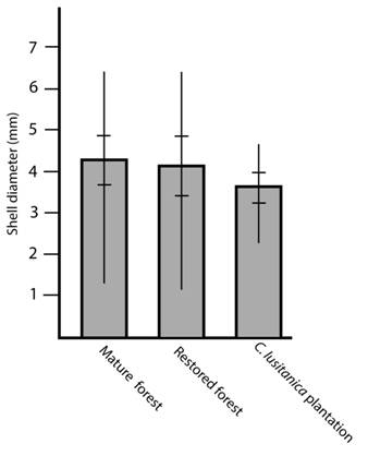 Shell diameter of T. (T.) costaricanus in mature forest, secondary forest and a C. lusitanica plantation. Vertical lines represent maximum and minimum values. Horizontal lines represent standard deviation.
