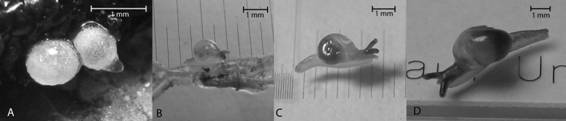 Egg and pigmentation patterns of T. (T.) costaricanus according to age. A) Egg. B) Two days old specimen. C) 36 days old specimen. D) 64 days old specimen.