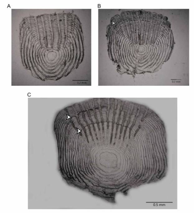 Escamas de ejemplares de diferentes edades de la sardinilla peninsular, Fundulus lima del r&iacute;o La Pur&iacute;sima, Baja California Sur, M&eacute;xico. (A) 0 a&ntilde;os, (B) 1 a&ntilde;o, y (C) 2 a&ntilde;os. El s&iacute;mbolo indica el anillo de crecimiento anual.