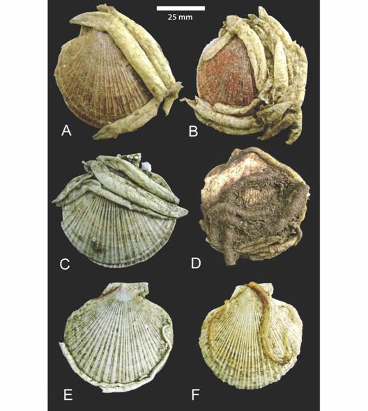 Tubes of polychaetes settled on Patagonian scallops in the study area (37&deg; S - 40&deg; S), SW Atlantic. Chaetopterus antarcticus (A, B, C), Idanthyrsus macropaleus (D), Serpula narconensis (E) and Potamilla antarctica (F).